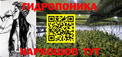 гашик Кингисепп